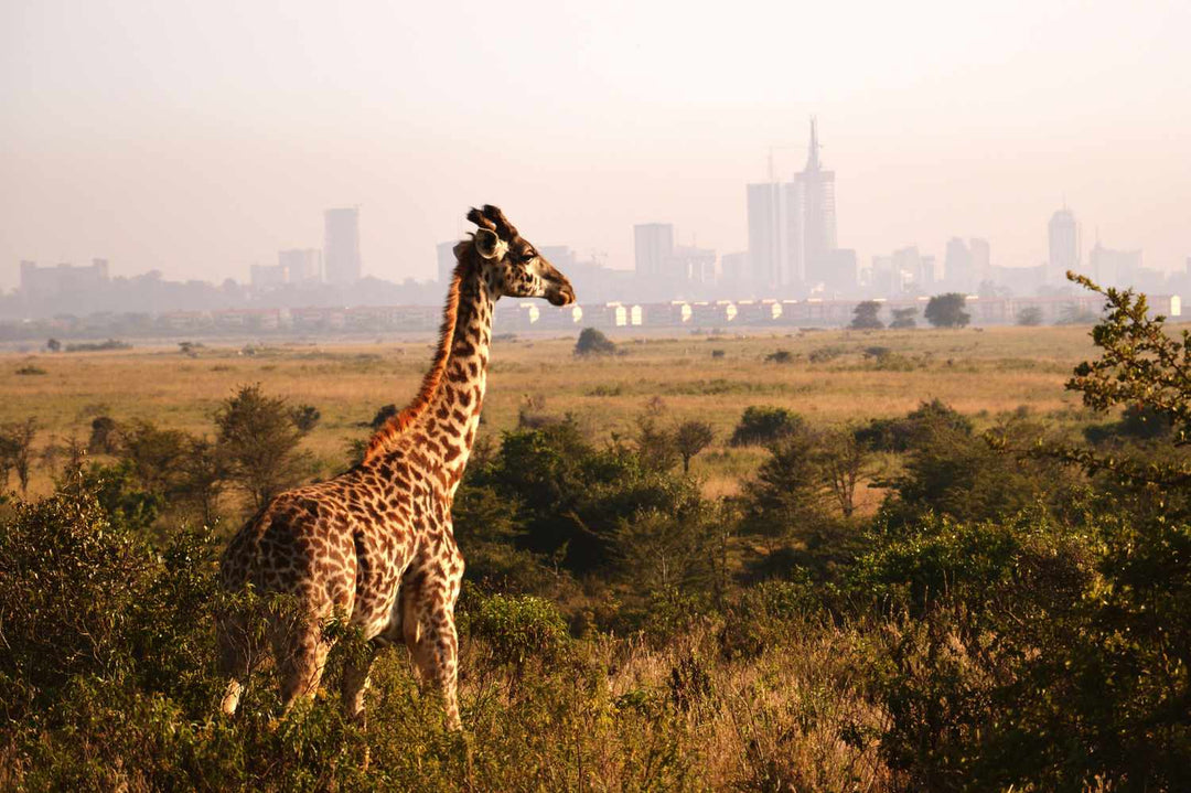 Nairobi, Kenya Itinerary